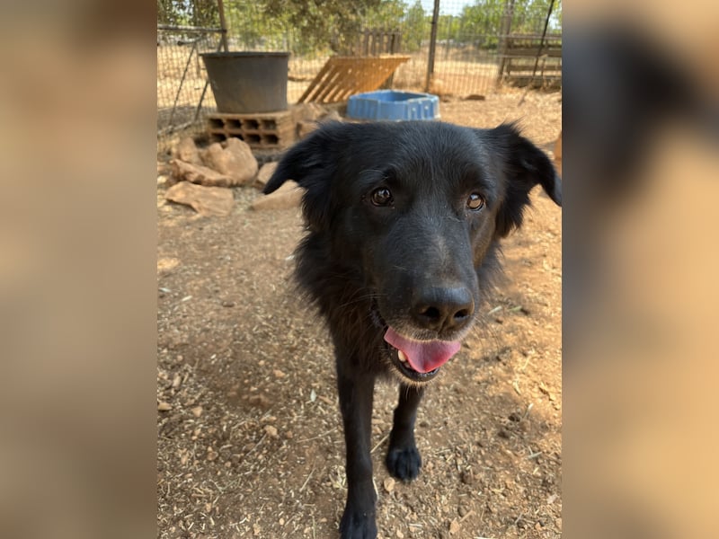 CICCIO   ein echter Schatz sucht sein FürImmerZuhause