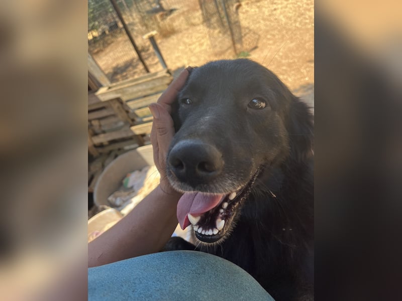 CICCIO   ein echter Schatz sucht sein FürImmerZuhause