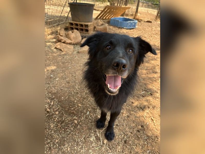 CICCIO   ein echter Schatz sucht sein FürImmerZuhause