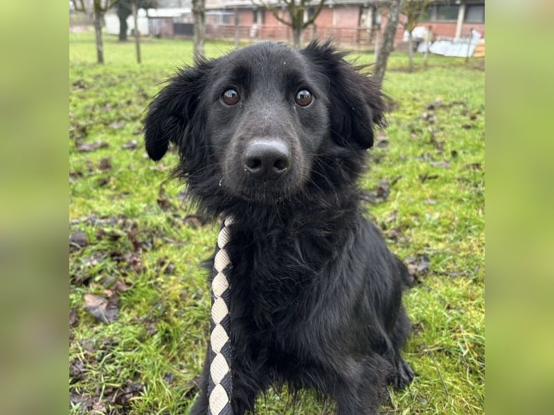 Pierro ein gebrochener Engel