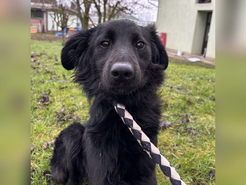 Pierro ein gebrochener Engel