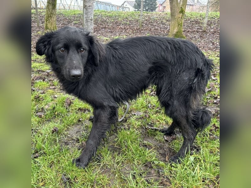 Pierro ein gebrochener Engel