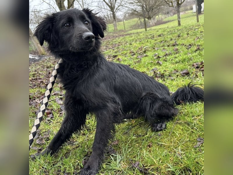 Pierro ein gebrochener Engel