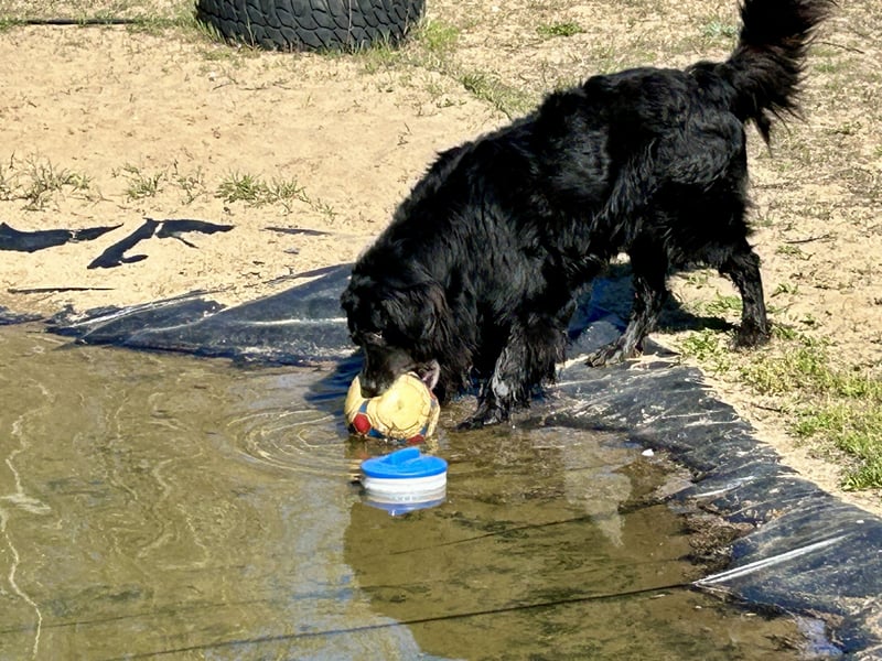 Keks, Flat Coated Retriever, sucht ein Zuhause für seinen Lebensabend
