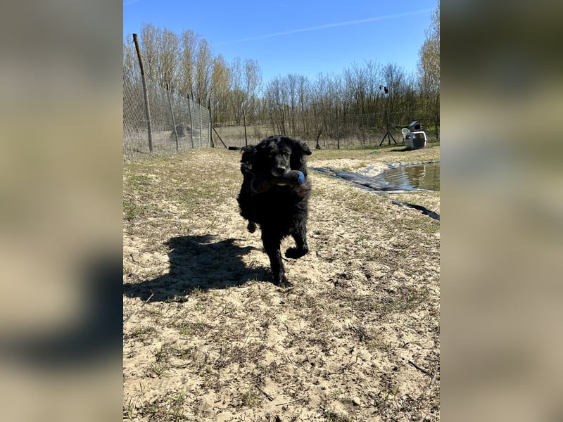 Keks, Flat Coated Retriever, sucht ein Zuhause für seinen Lebensabend