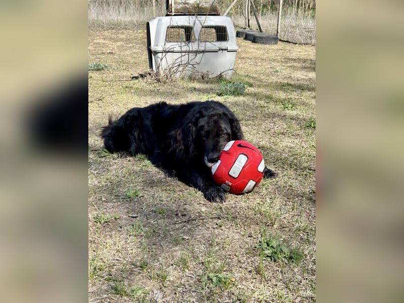 Keks, Flat Coated Retriever, sucht ein Zuhause für seinen Lebensabend