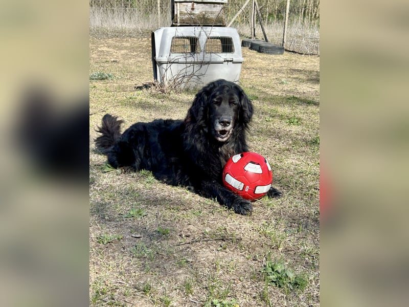 Keks, Flat Coated Retriever, sucht ein Zuhause für seinen Lebensabend