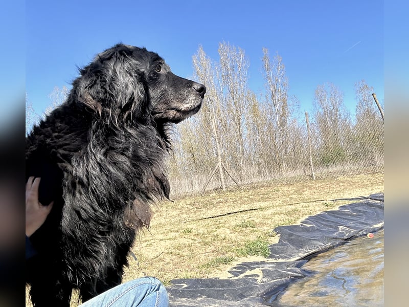 Keks, Flat Coated Retriever, sucht ein Zuhause für seinen Lebensabend