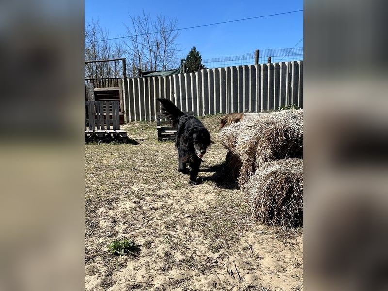 Keks, Flat Coated Retriever, sucht ein Zuhause für seinen Lebensabend