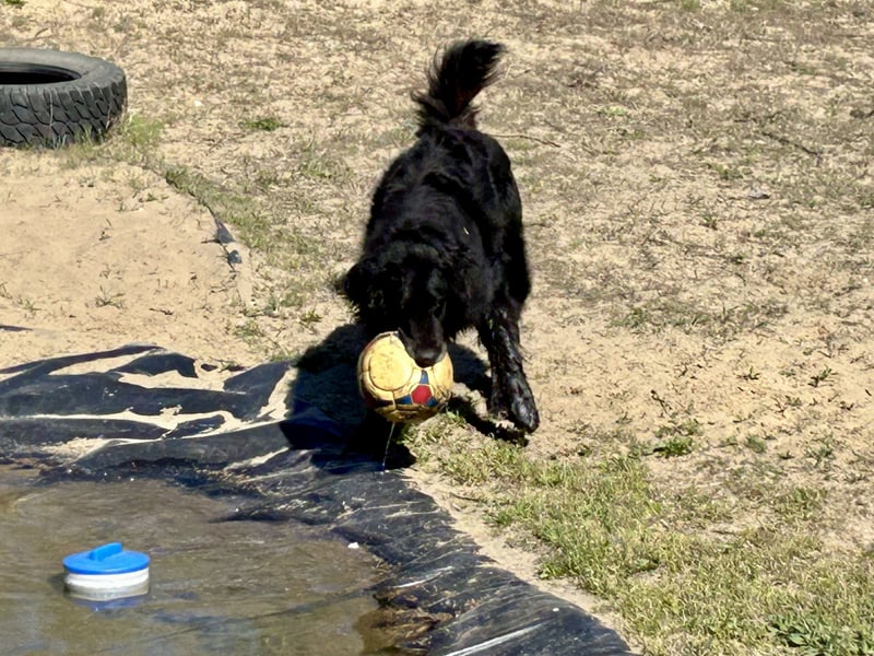 Keks, Flat Coated Retriever, sucht ein Zuhause für seinen Lebensabend