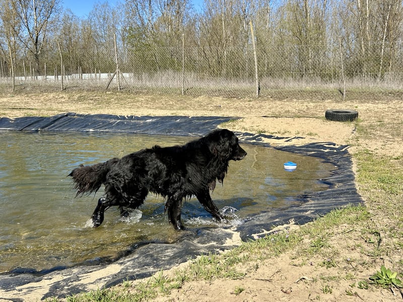 Keks, Flat Coated Retriever, sucht ein Zuhause für seinen Lebensabend