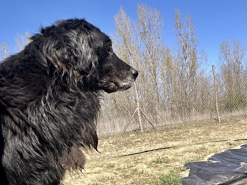 Keks, Flat Coated Retriever, sucht ein Zuhause für seinen Lebensabend