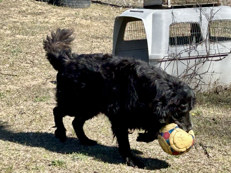 Keks, Flat Coated Retriever, sucht ein Zuhause für seinen Lebensabend
