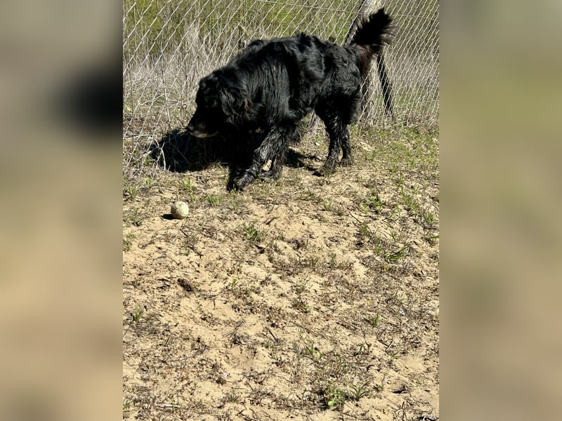 Keks, Flat Coated Retriever, sucht ein Zuhause für seinen Lebensabend