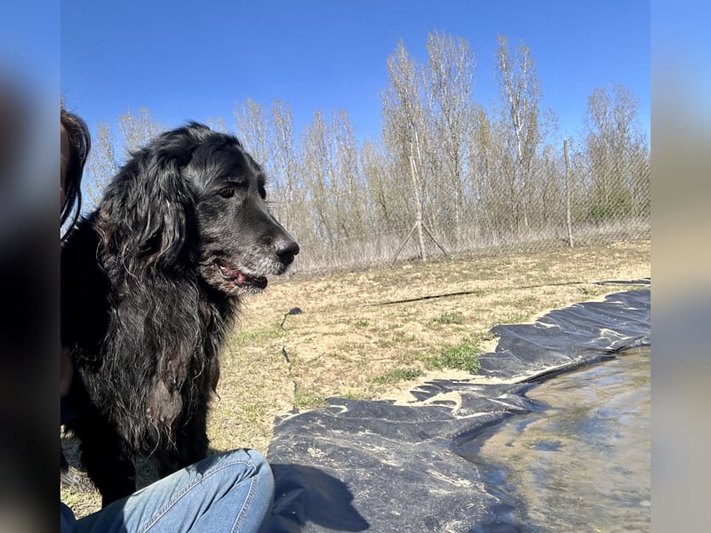 Keks, Flat Coated Retriever, sucht ein Zuhause für seinen Lebensabend
