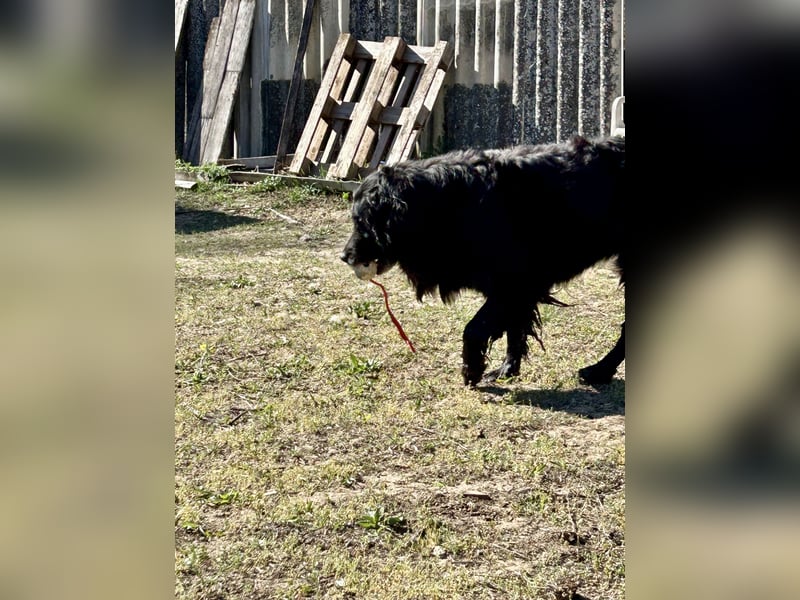 Keks, Flat Coated Retriever, sucht ein Zuhause für seinen Lebensabend