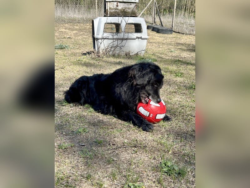 Keks, Flat Coated Retriever, sucht ein Zuhause für seinen Lebensabend
