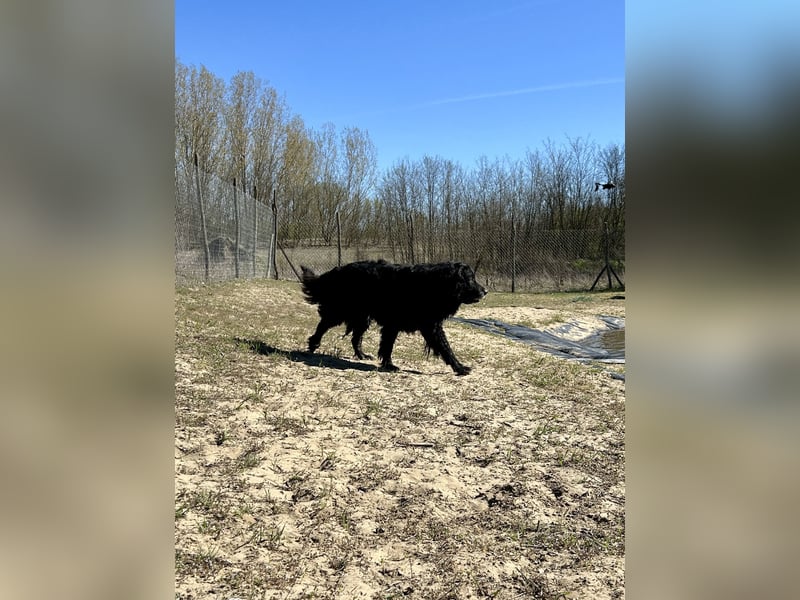 Keks, Flat Coated Retriever, sucht ein Zuhause für seinen Lebensabend