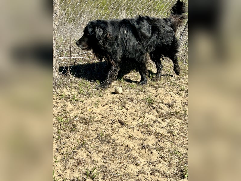 Keks, Flat Coated Retriever, sucht ein Zuhause für seinen Lebensabend