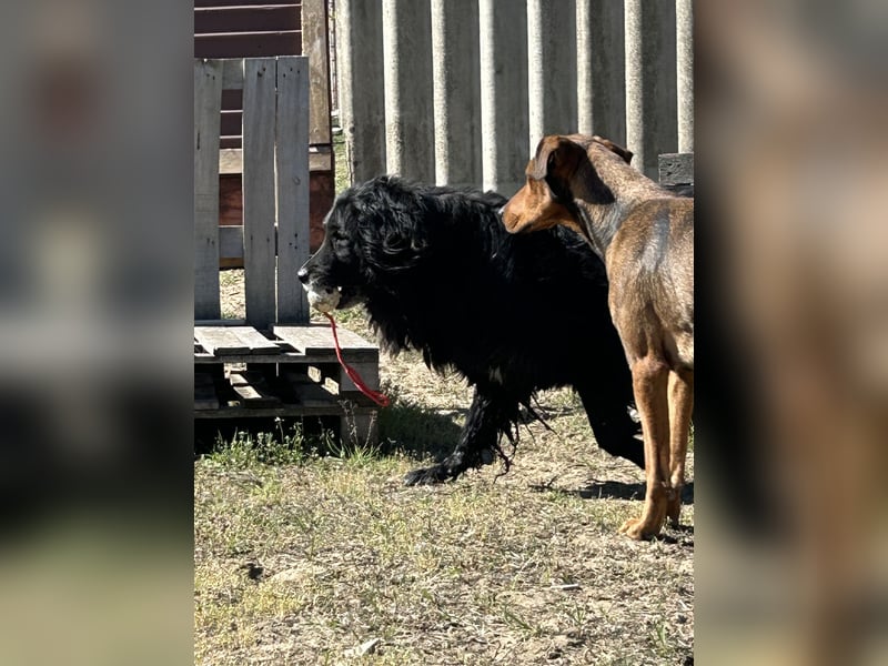 Keks, Flat Coated Retriever, sucht ein Zuhause für seinen Lebensabend