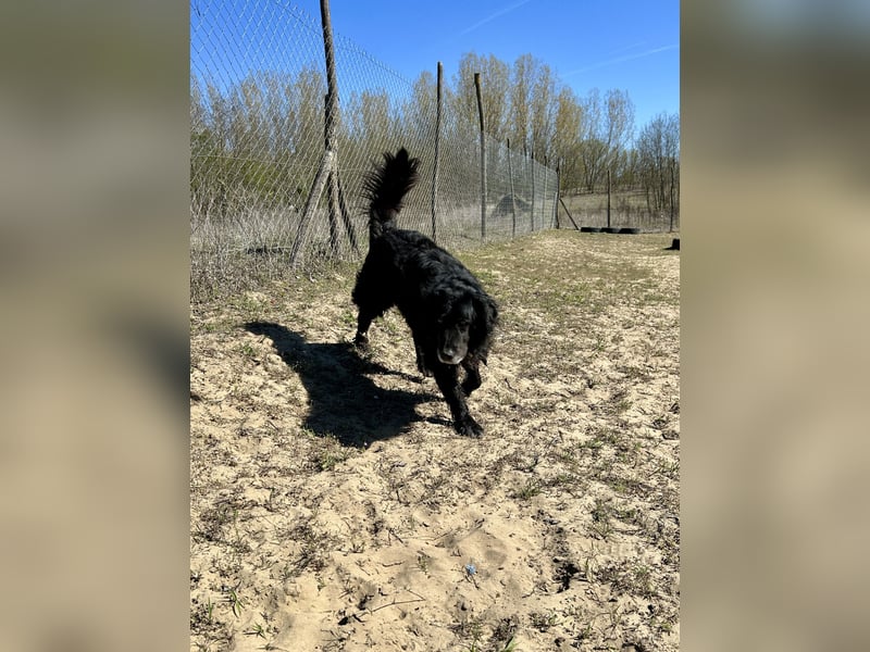 Keks, Flat Coated Retriever, sucht ein Zuhause für seinen Lebensabend
