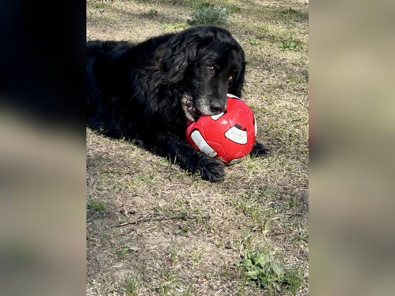 Keks, Flat Coated Retriever, sucht ein Zuhause für seinen Lebensabend