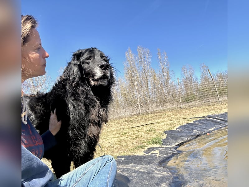 Keks, Flat Coated Retriever, sucht ein Zuhause für seinen Lebensabend