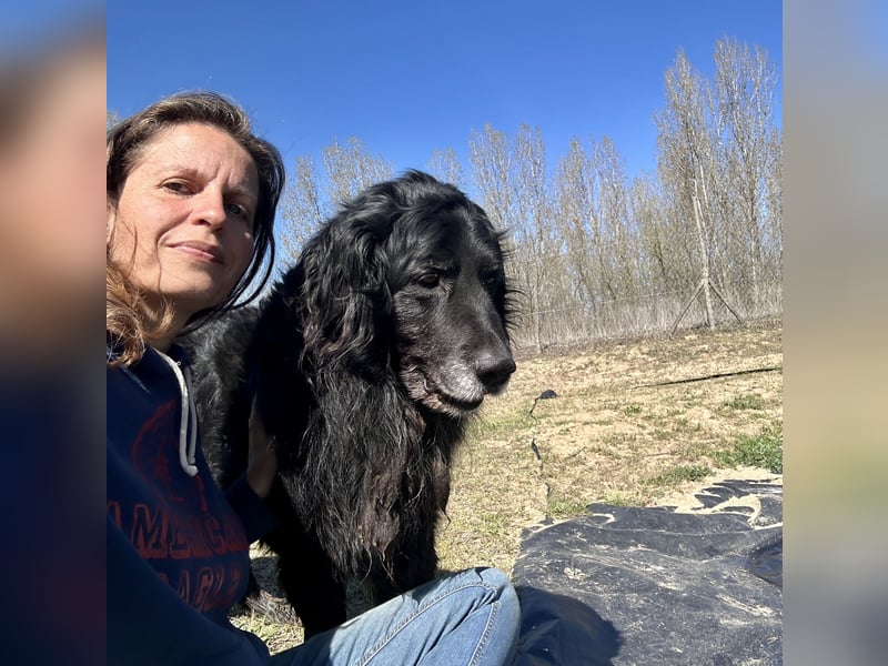 Keks, Flat Coated Retriever, sucht ein Zuhause für seinen Lebensabend