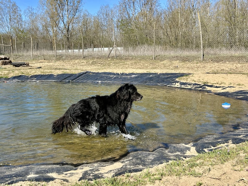 Keks, Flat Coated Retriever, sucht ein Zuhause für seinen Lebensabend