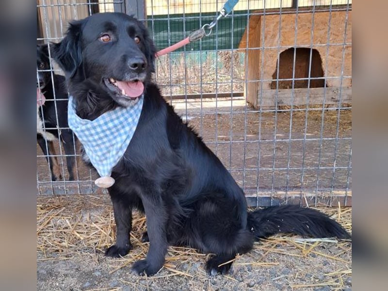 liebebedürftiger Familienhund MACI - 5 Jahre, 56cm/25kg - Flat Coated Retriever