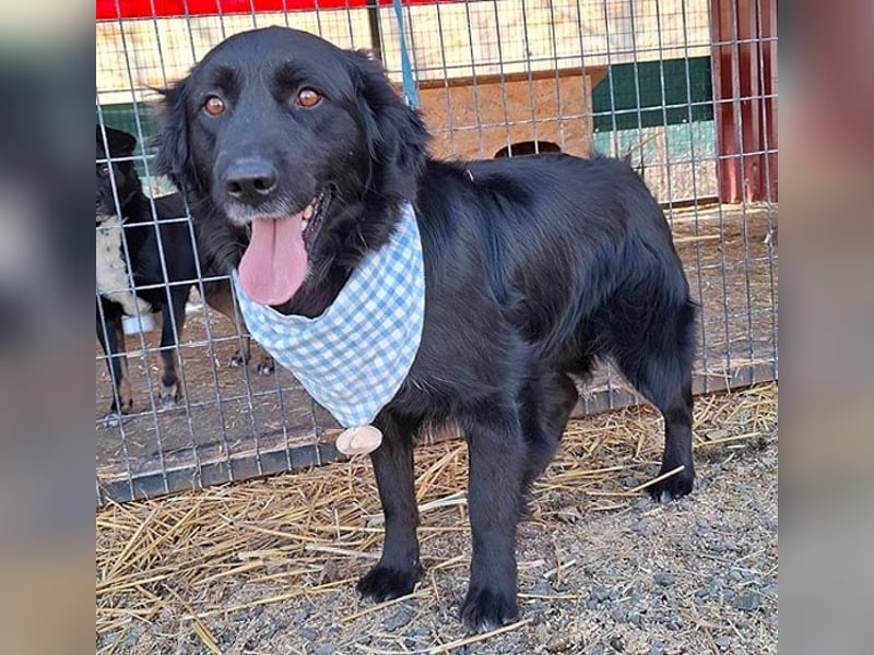 liebebedürftiger Familienhund MACI - 5 Jahre, 56cm/25kg - Flat Coated Retriever