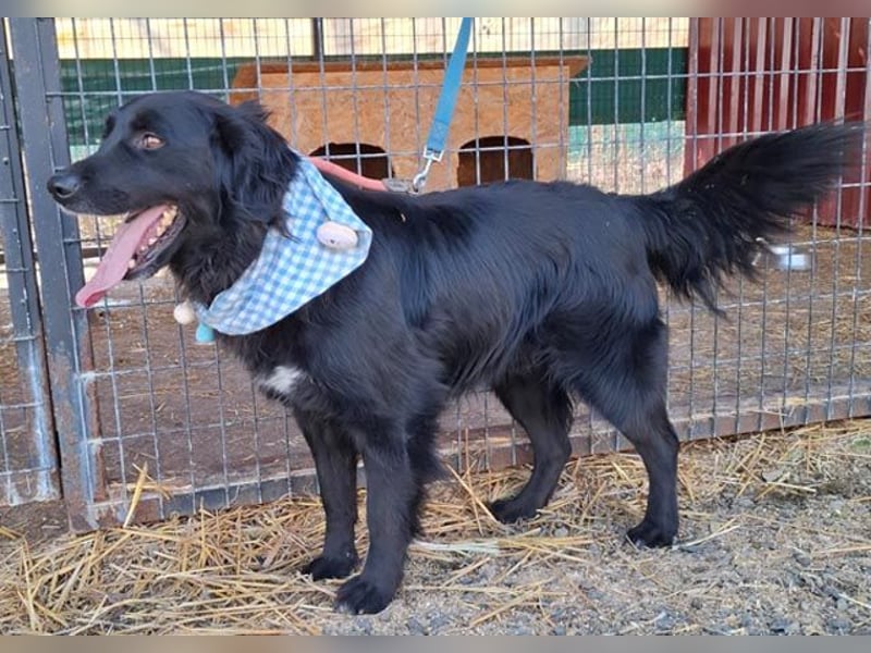liebebedürftiger Familienhund MACI - 5 Jahre, 56cm/25kg - Flat Coated Retriever