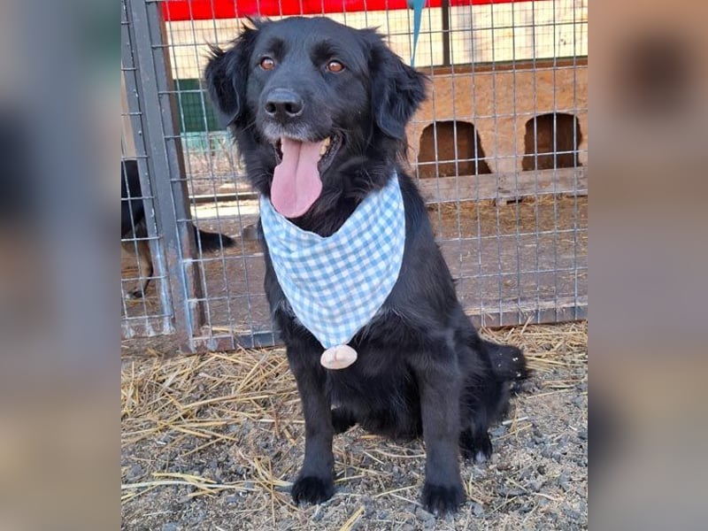 liebebedürftiger Familienhund MACI - 5 Jahre, 56cm/25kg - Flat Coated Retriever