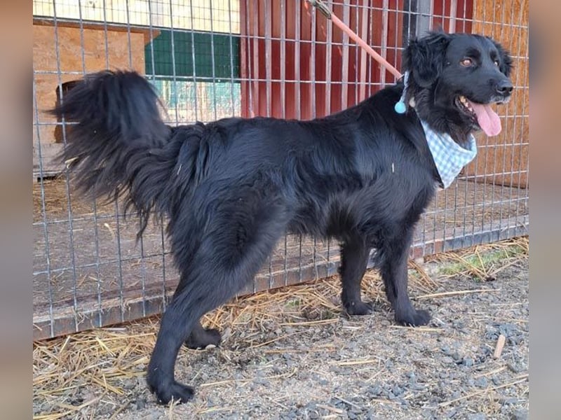 liebebedürftiger Familienhund MACI - 5 Jahre, 56cm/25kg - Flat Coated Retriever