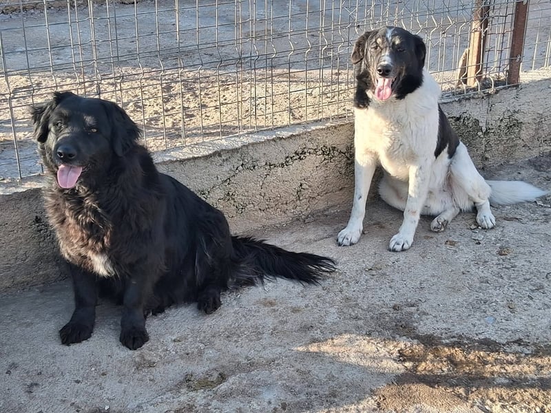 Fetizia - liebt Wasser