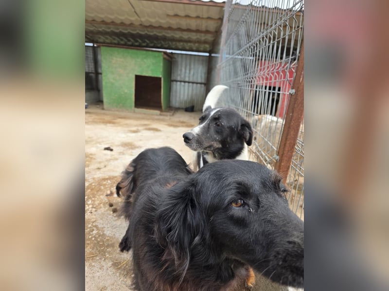 Fetizia - liebt Wasser