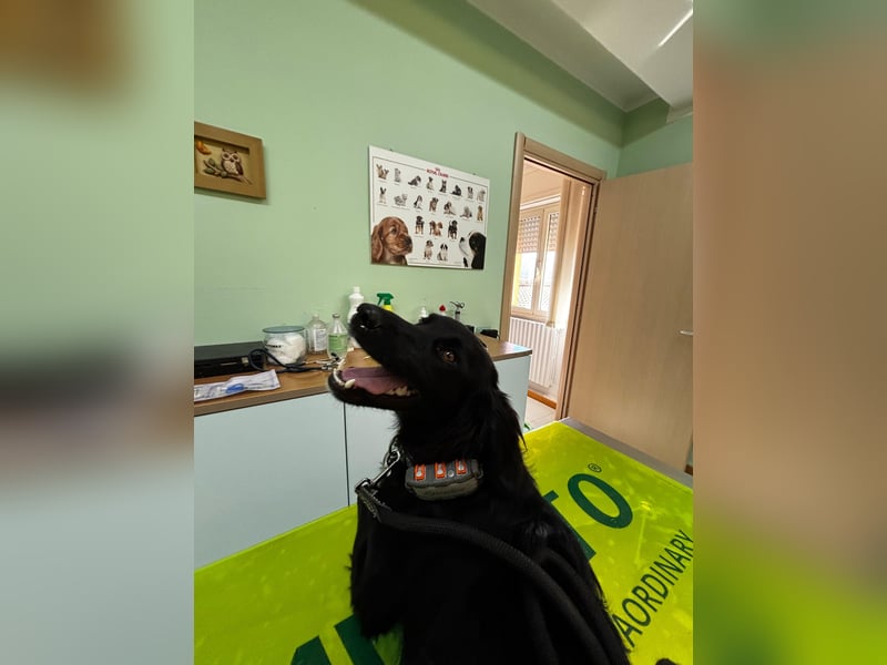 Vincent: einfach nur Klasse