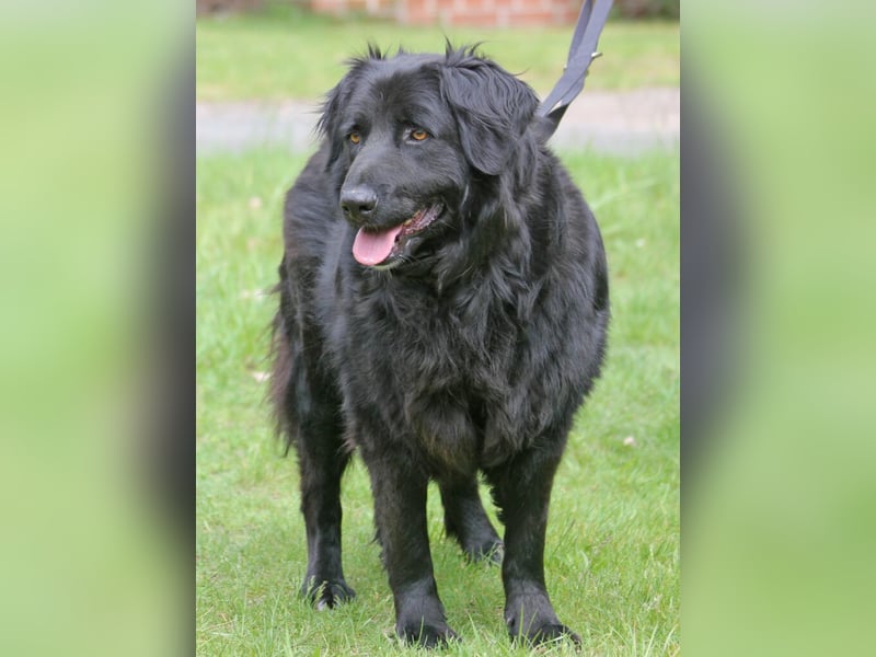 Merlin 58cm geb 06/2022 Flat Coated Retriever Mix wartet in 29690 Schwarmstedt