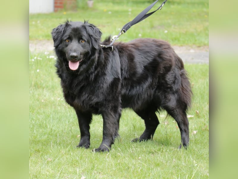 Merlin 58cm geb 06/2022 Flat Coated Retriever Mix wartet in 29690 Schwarmstedt