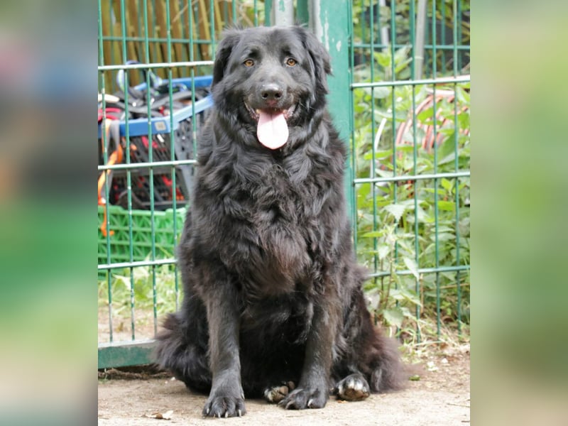 Merlin 58cm geb 06/2022 Flat Coated Retriever Mix wartet in 29690 Schwarmstedt