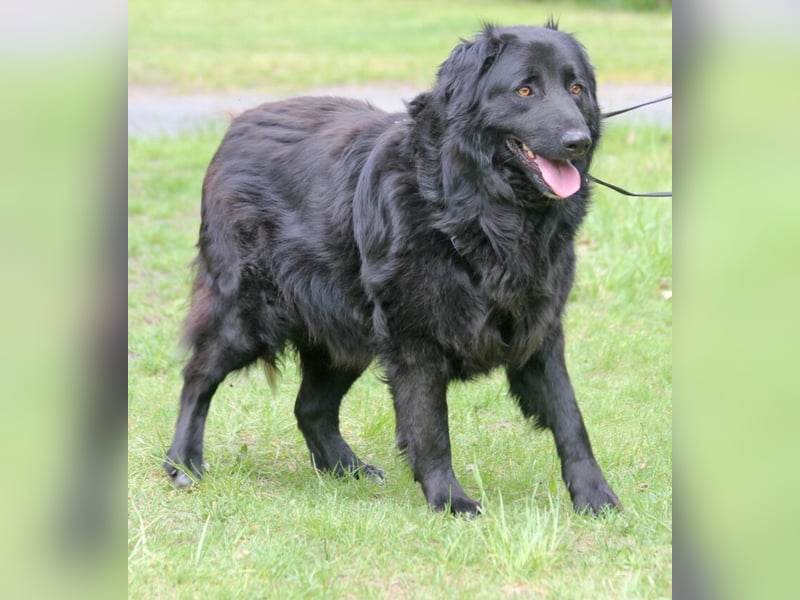 Merlin 58cm geb 06/2022 Flat Coated Retriever Mix wartet in 29690 Schwarmstedt