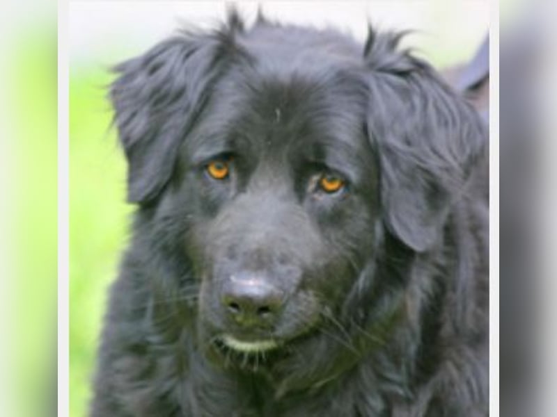 Merlin 58cm geb 06/2022 Flat Coated Retriever Mix wartet in 29690 Schwarmstedt