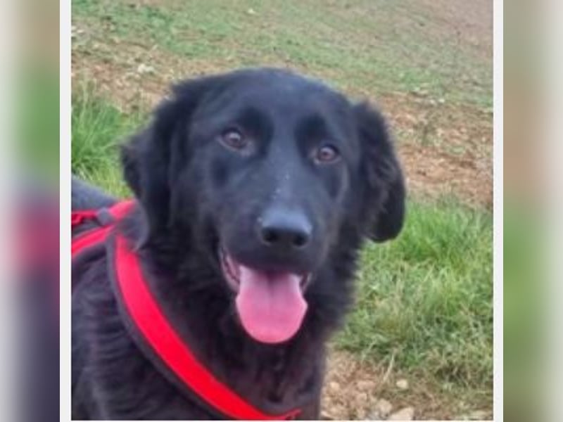 Norbert 57cm geb. 01/2024 retrieverähnlich ist superlieb