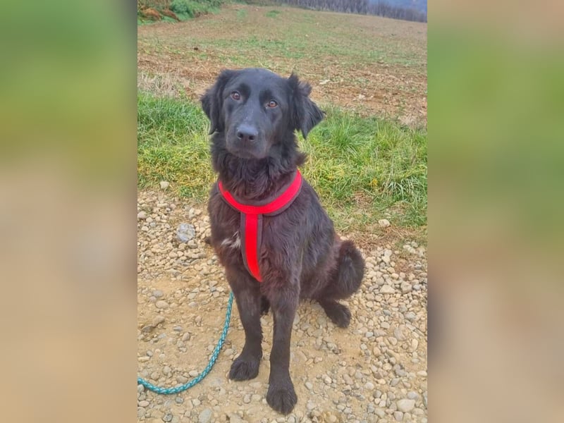 Norbert 57cm geb. 01/2024 retrieverähnlich ist superlieb