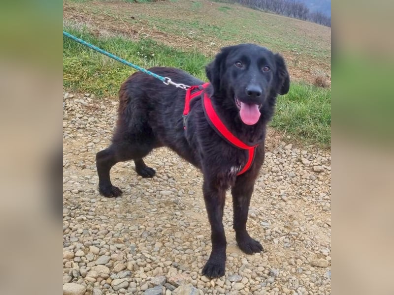 Norbert 57cm geb. 01/2024 retrieverähnlich ist superlieb