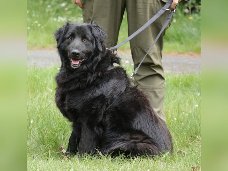 Merlin 58cm geb 06/2022 Flat Coated Retriever Mix wartet in 29690 Schwarmstedt
