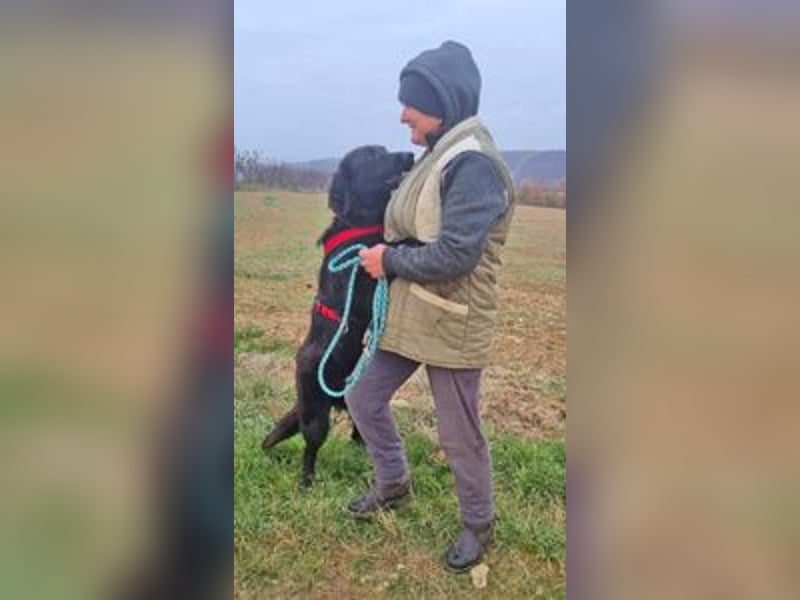 Norbert 57cm geb. 01/2024 retrieverähnlich ist superlieb