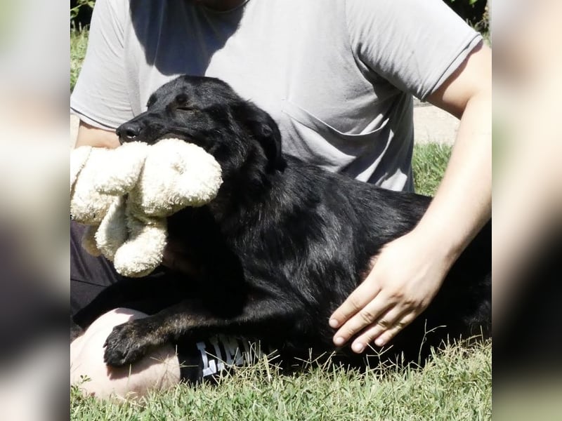 Jura - Traumhund sucht seine Familie