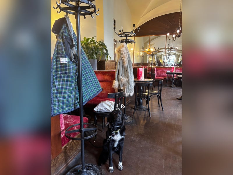 Vincent: einfach nur Klasse