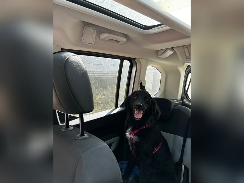 Vincent: einfach nur Klasse